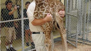 lifting-a-giraffe
