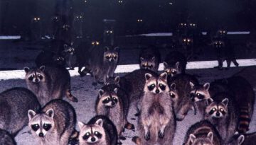 lots-of-racoons