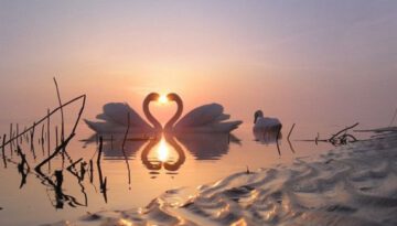 love-swans