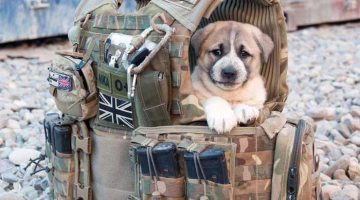 military-puppy