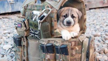 military-puppy