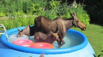 moose-family-pool