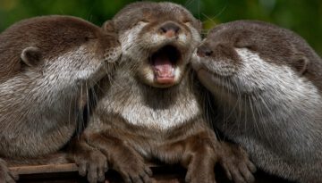 otterly-adorable