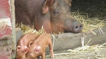 piglets-and-mom