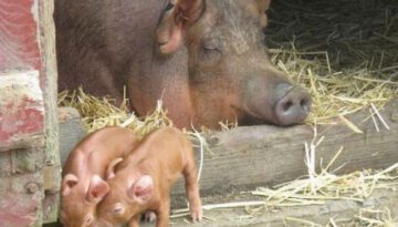piglets-and-mom