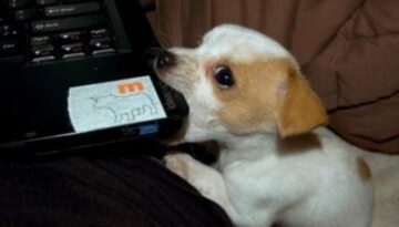 puppy-bites-laptop