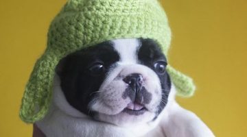 puppy-hat