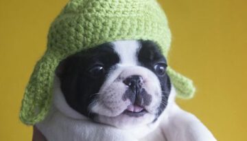 puppy-hat