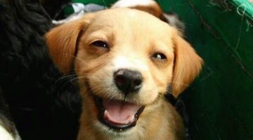 puppy-smile