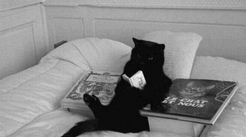 reading-cat