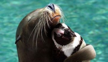 seal-penguin