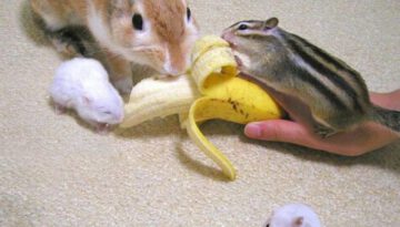 sharing-banana