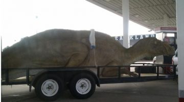 shipping-dinosaur