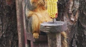 squirrel-throne