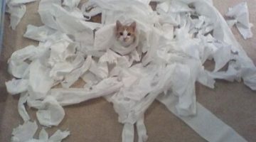 toilet-paper-cat