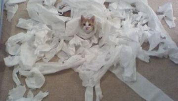 toilet-paper-cat