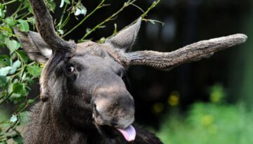 wacky-moose