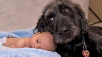 baby-and-dog