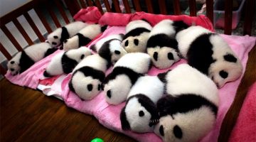 baby-pandas