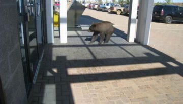 bear-at-the-office