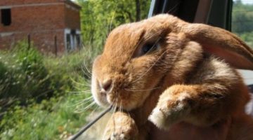 bunny-car-window