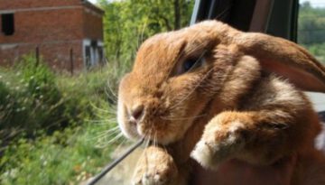 bunny-car-window