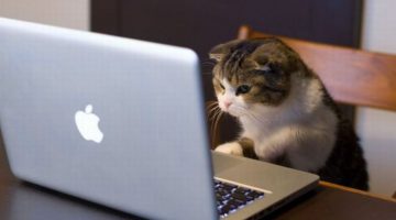 cat-laptop