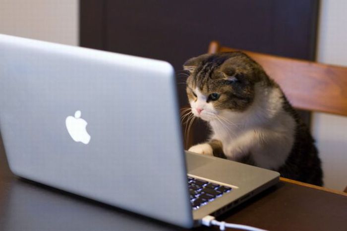 Image result for laptop and cat