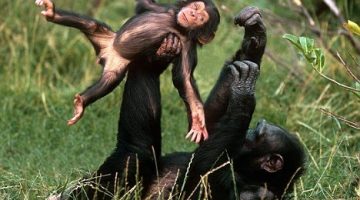 chimpanzes-funny