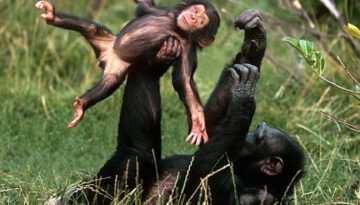 chimpanzes-funny