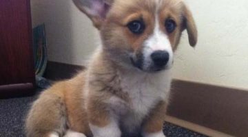 corgi-broke-ear