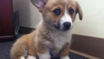 corgi-broke-ear