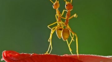 dancing-ants