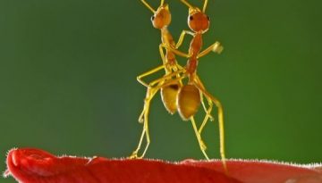 dancing-ants