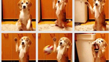 dog-catches-ball