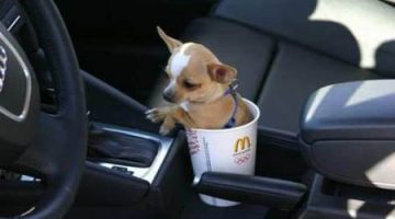 dog-cup-holder