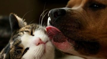 dog-licks-cat