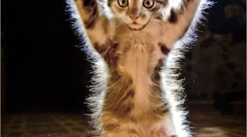 funny-kitten-291