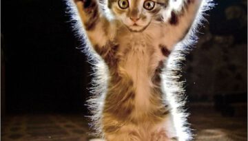 funny-kitten-291