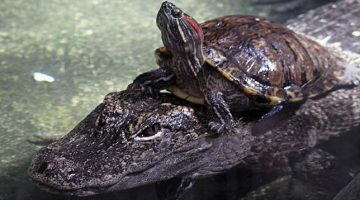 TURTLE RIDES ON ALLIGATOR