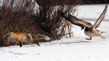 geese-chasing-fox