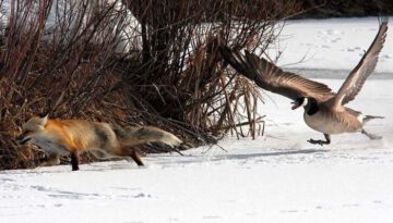 geese-chasing-fox