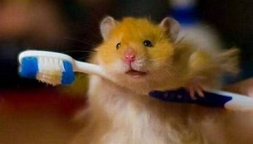 hamster-toothbrush