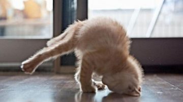 hand-stand-kitten