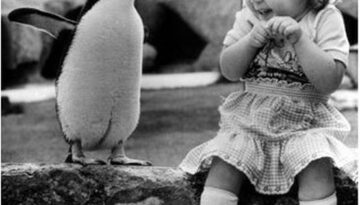 kid-penguin