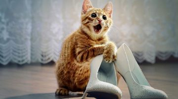 kitten-heels