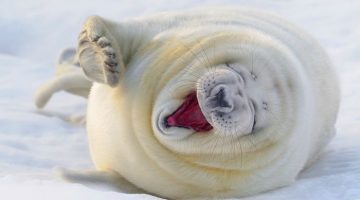 lauging-seal