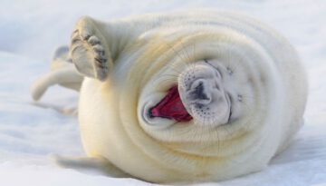 lauging-seal