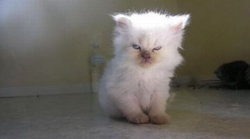 mean-kitten