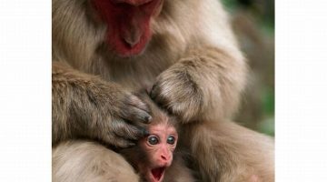 monkey-grooming